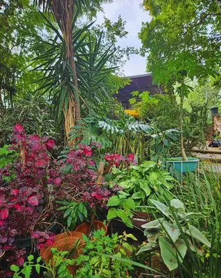 a garden filled with lots of different types of plants at Cottage of the Grumpy Old Man, no loadshedding in Pretoria