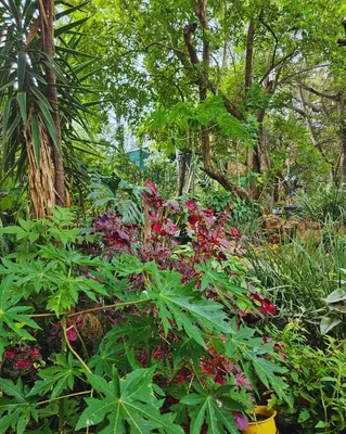 a garden with red flowers and green plants at Cottage of the Grumpy Old Man, no loadshedding in Pretoria