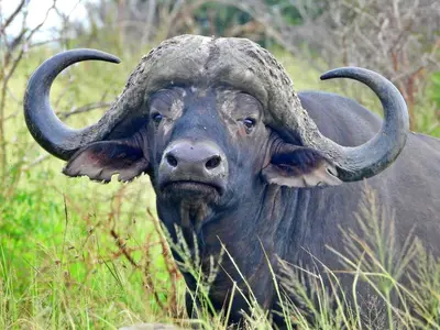 a bull with large horns standing in the grass at Sunset Bush Retreat & Safari's in Marloth Park