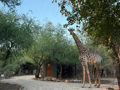 a giraffe is standing next to a tree at Sunset Bush Retreat & Safari's in Marloth Park