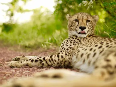 a cheetah laying on the ground with its tongue out at Lion and Cheetah Sanctuary in Cullinan