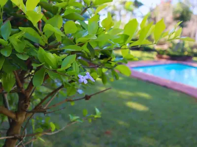 a tree with a purple flower in front of a swimming pool at Glory Hill Lodge in White River