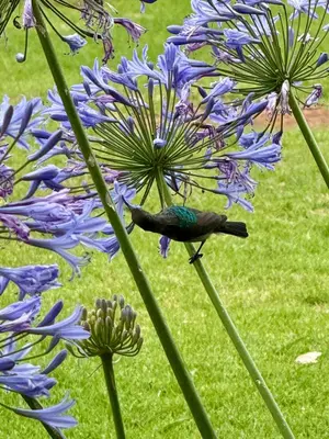 a bird standing on a blue flower at La Ronel Guest Farm in Roossenekal