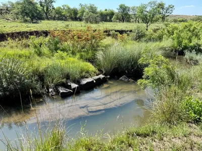 a stream in a field with grass at La Ronel Guest Farm in Roossenekal