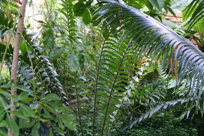 a large green palm tree in a garden at Mukurumanzi Lodge in Polokwane