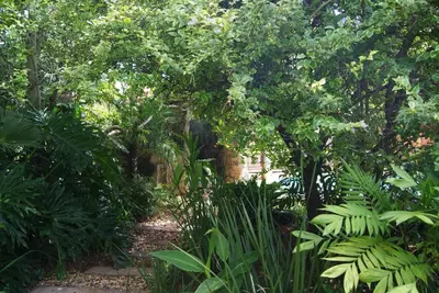 a garden with lush green plants and trees at Mukurumanzi Lodge in Polokwane