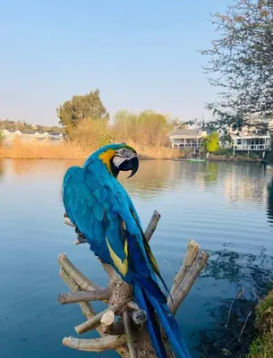 a colorful parrot sitting on a branch in the water at BKM Retreat Lake View in Pretoria