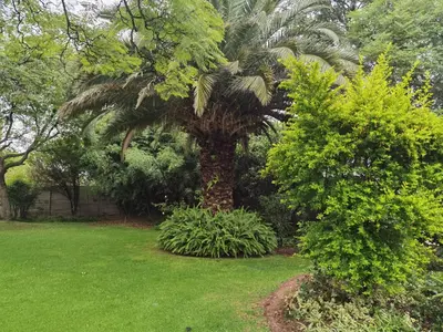 a palm tree in the middle of a yard at No 24 Allan Road in Midrand