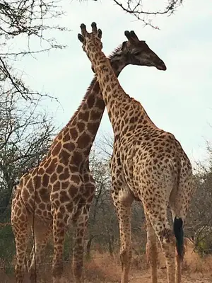 two giraffes standing next to each other in a field at Home with Thelana in Marloth Park