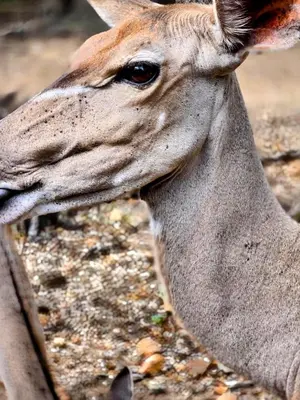 a gazelle standing next to a wooden fence at Home with Thelana in Marloth Park