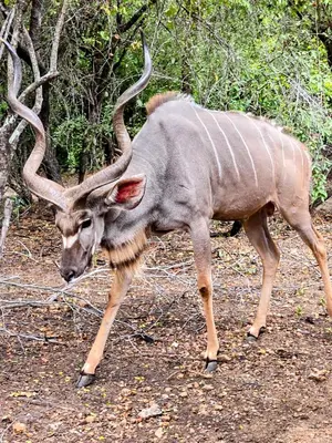 a antelope with large horns walking on the ground at Home with Thelana in Marloth Park