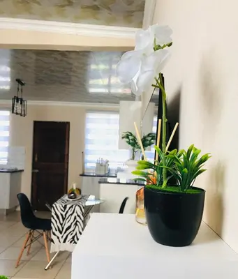 a white flower in a black pot on a table at Blanc and Bold in Vosburg