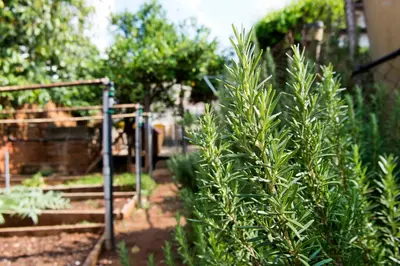 a plant in a garden next to a fence at Luisa's Place in Pretoria