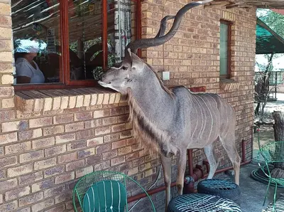 a gazelle standing next to a brick building at IFAFA732 Akkommodasie in Leeupoort
