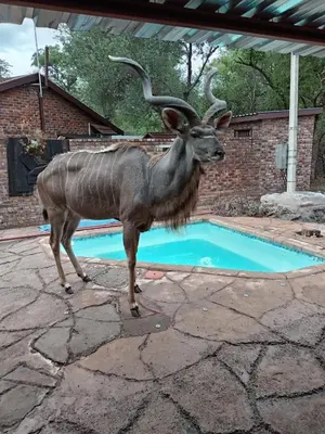 a animal with horns standing in front of a pool at IFAFA732 Akkommodasie in Leeupoort