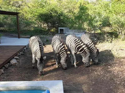 a group of zebras grazing in the dirt at Leadwood Marloth Lodge in Marloth Park