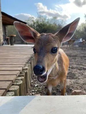 a baby deer standing next to a wooden fence at Leadwood Marloth Lodge in Marloth Park