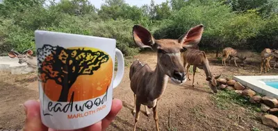 a person holding a coffee cup in front of a deer at Leadwood Marloth Lodge in Marloth Park