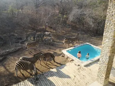 a group of zebras standing around a swimming pool at Leadwood Marloth Lodge in Marloth Park