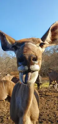 a close up of a kangaroo with its tongue at Leadwood Marloth Lodge in Marloth Park