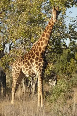 a giraffe standing in a field next to a zebra at Mabula Game Reserve in Welbekend