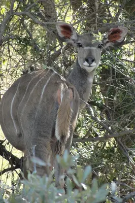 a baby deer is standing in a tree at Mabula Game Reserve in Welbekend