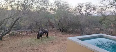 a zebra and a giraffe standing in the woods at Bush Serenity Studio in Marloth Park