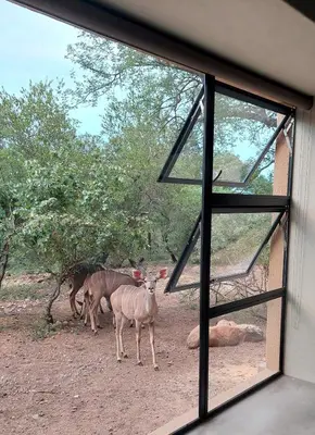 a view of two animals standing outside a window at Rock'N Round Marloth Lodge in Marloth Park