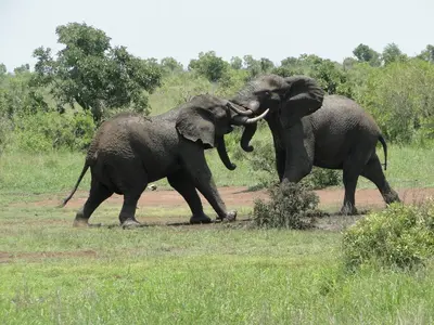 two elephants playing with each other in a field at Rock'N Round Marloth Lodge in Marloth Park