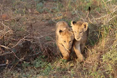two baby lion cubs walking in a field at Rock'N Round Marloth Lodge in Marloth Park