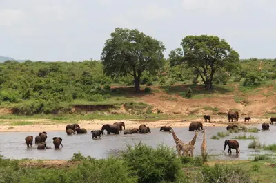 a herd of elephants and giraffes in a river at Rock'N Round Marloth Lodge in Marloth Park