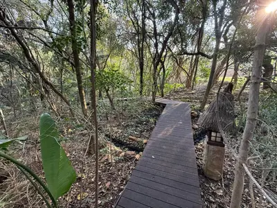 a wooden boardwalk in the middle of a forest at Natures View in Pretoria
