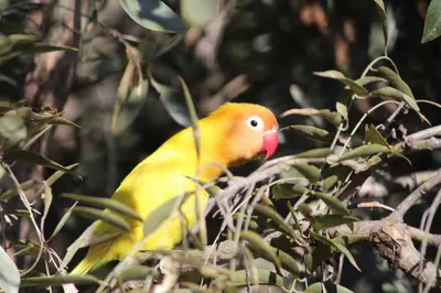 a yellow bird sitting on a tree branch at Natures View in Pretoria