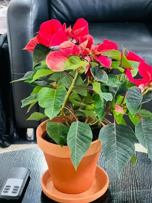 a plant in an orange pot with red flowers at The Village Haven Lodge