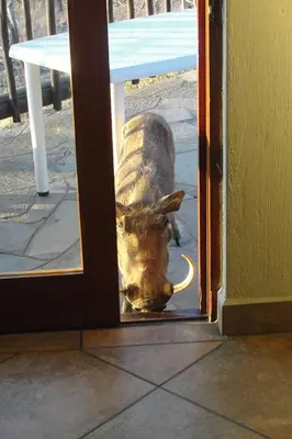 a dog looking through a door into a room at Bushtime at Mabula in Bela-Bela