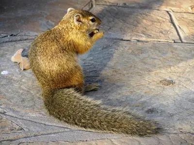 a squirrel sitting on the ground with its head up at Bushtime at Mabula in Bela-Bela