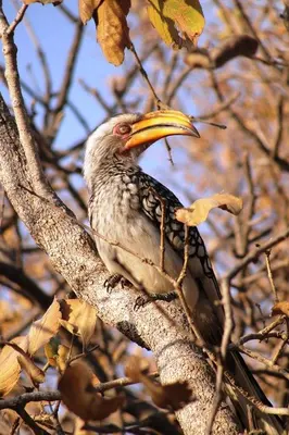 a bird with a yellow beak sitting on a tree branch at Bushtime at Mabula in Bela-Bela