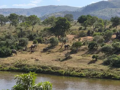 a herd of elephants grazing on a hill next to a river at River Retreat in Malelane