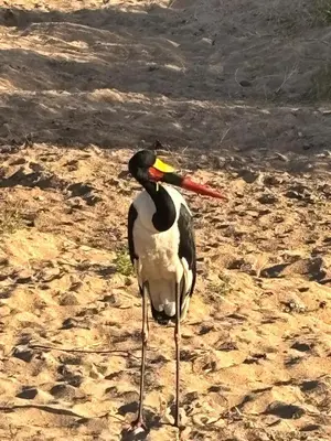 a bird with a long beak standing on the sand at River Retreat in Malelane