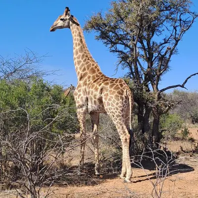 a giraffe standing in front of a tree at Ndlovu 41 inside the Dinokeng Big 5 Game Reserve in Dinokeng Game Reserve