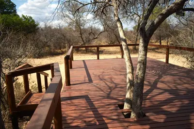 a wooden boardwalk with a tree on the side at Bush Babies Camp in Cambridge