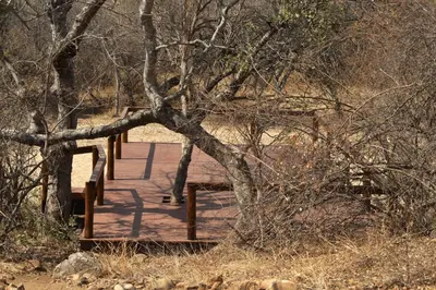 a wooden boardwalk with a tree in the middle at Bush Babies Camp in Cambridge