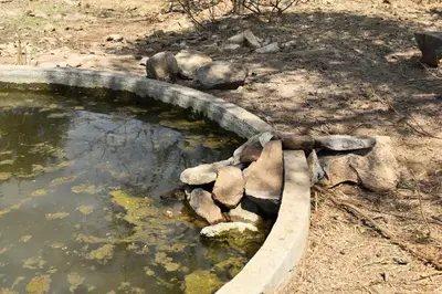 a pool of water with some rocks in it at Bush Babies Camp in Cambridge