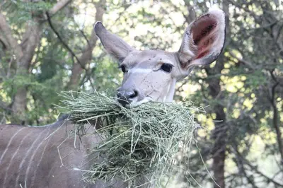 a goat is eating a pile of grass at Cottage On Naboom in Marloth Park