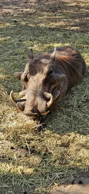 a dead animal laying on the ground in the grass at Cottage On Naboom in Marloth Park