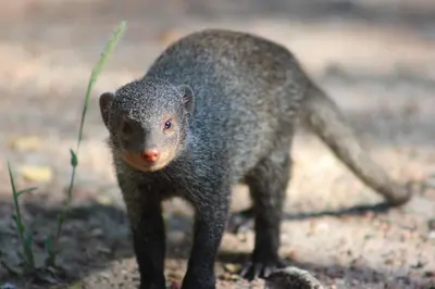 a small animal is standing on the ground at Cottage On Naboom in Marloth Park