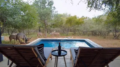 a view of animals standing around a swimming pool at Maroela Skadu in Marloth Park in Marloth Park
