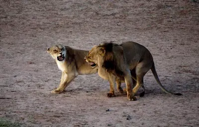 two lions standing next to each other in the dirt at Tau @ Kruger in Marloth Park