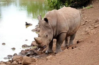 a rhino standing on the dirt near the water at Tau @ Kruger in Marloth Park