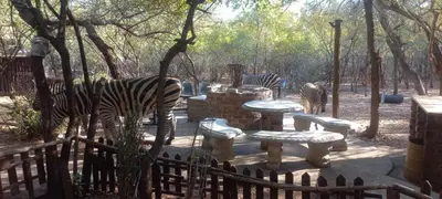a group of zebras standing around in a zoo at Martys Place in Marloth Park